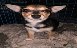 Chihuahua dogs for sale: Chihuahua fluff balls  - Image 3