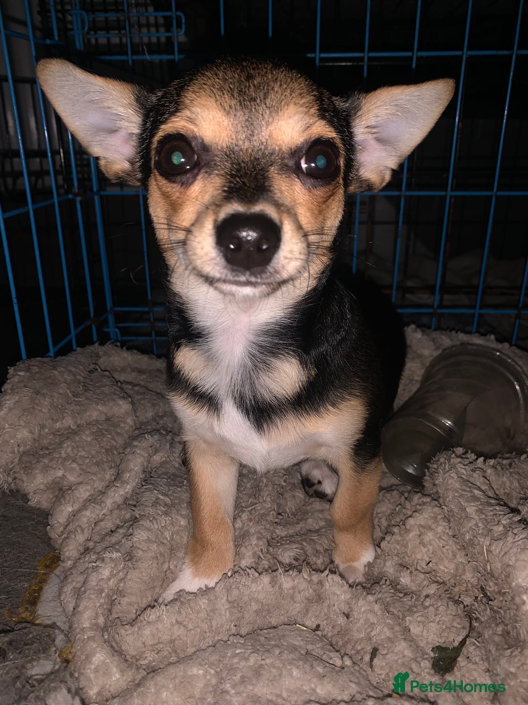 Chihuahua dogs for sale: Chihuahua fluff balls  - Image 3