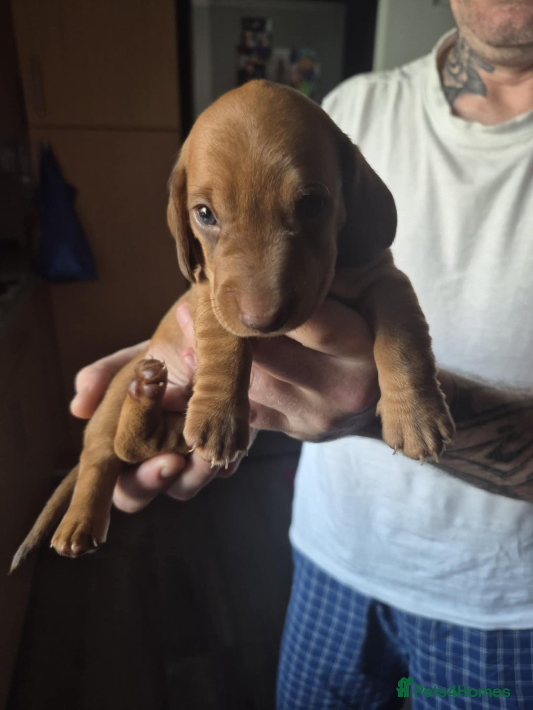 Dachshund dogs for sale: Dachshund puppies  - Image 7