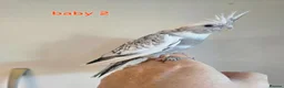 Cockatiels birds for sale: 3 white & grey pearl cockatiels  - Advert 5