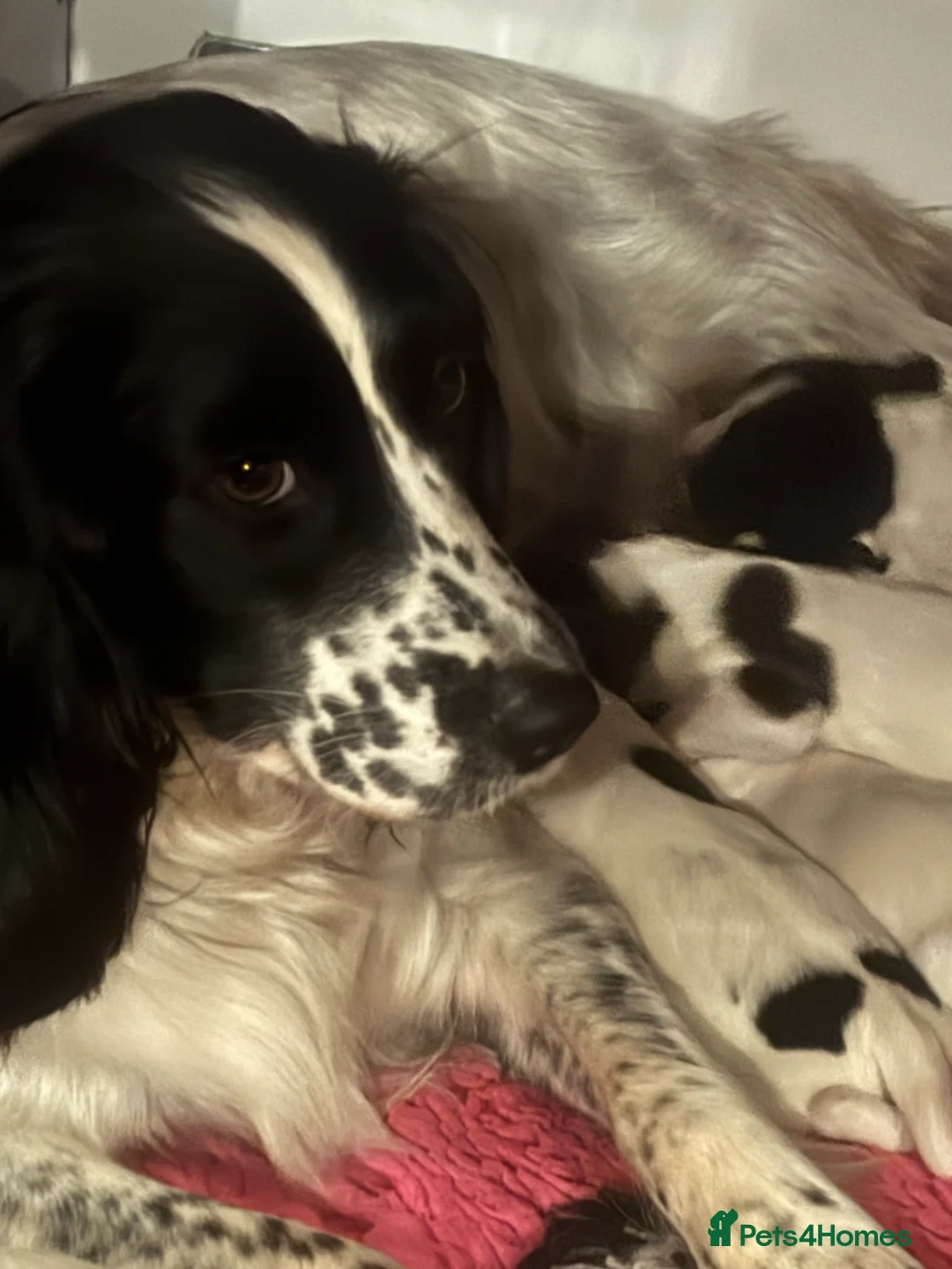 English Springer Spaniel dogs for sale: KC REG WELL REARED LITTER - Advert 1