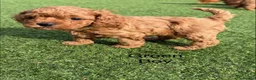 Cavapoo dogs for sale: Backcrossed/ F1b cavapoo - Advert 5
