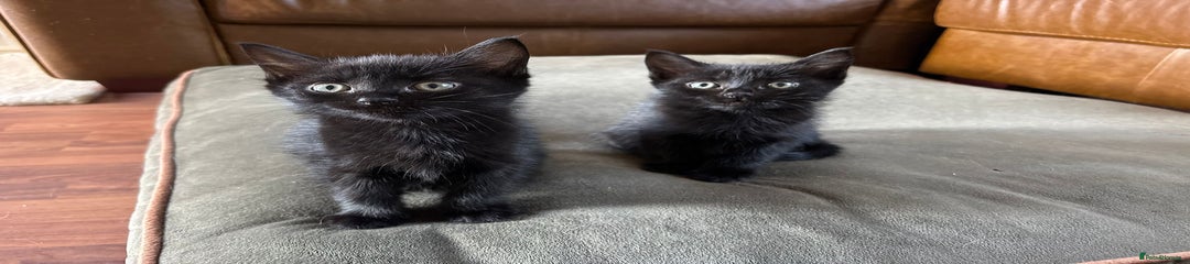 British Shorthair Kitten 1