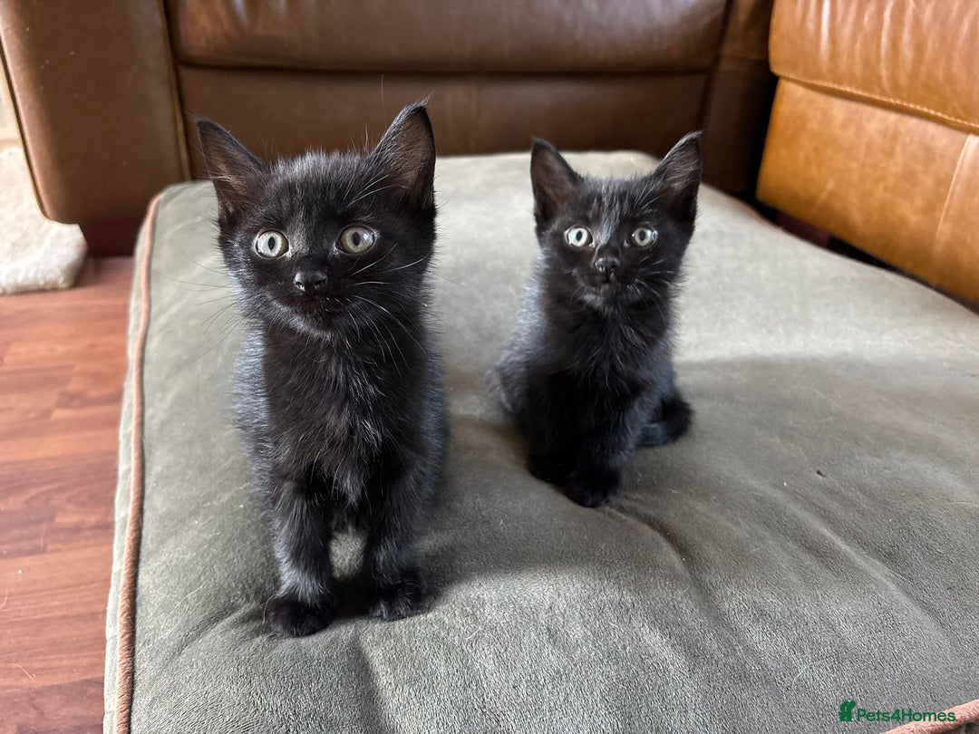 British Shorthair cats for sale: Beautiful kittens for sale  - Image 3