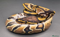 Python Snake reptiles for sale: Pastel Piebald 50% het Clown - Image 9