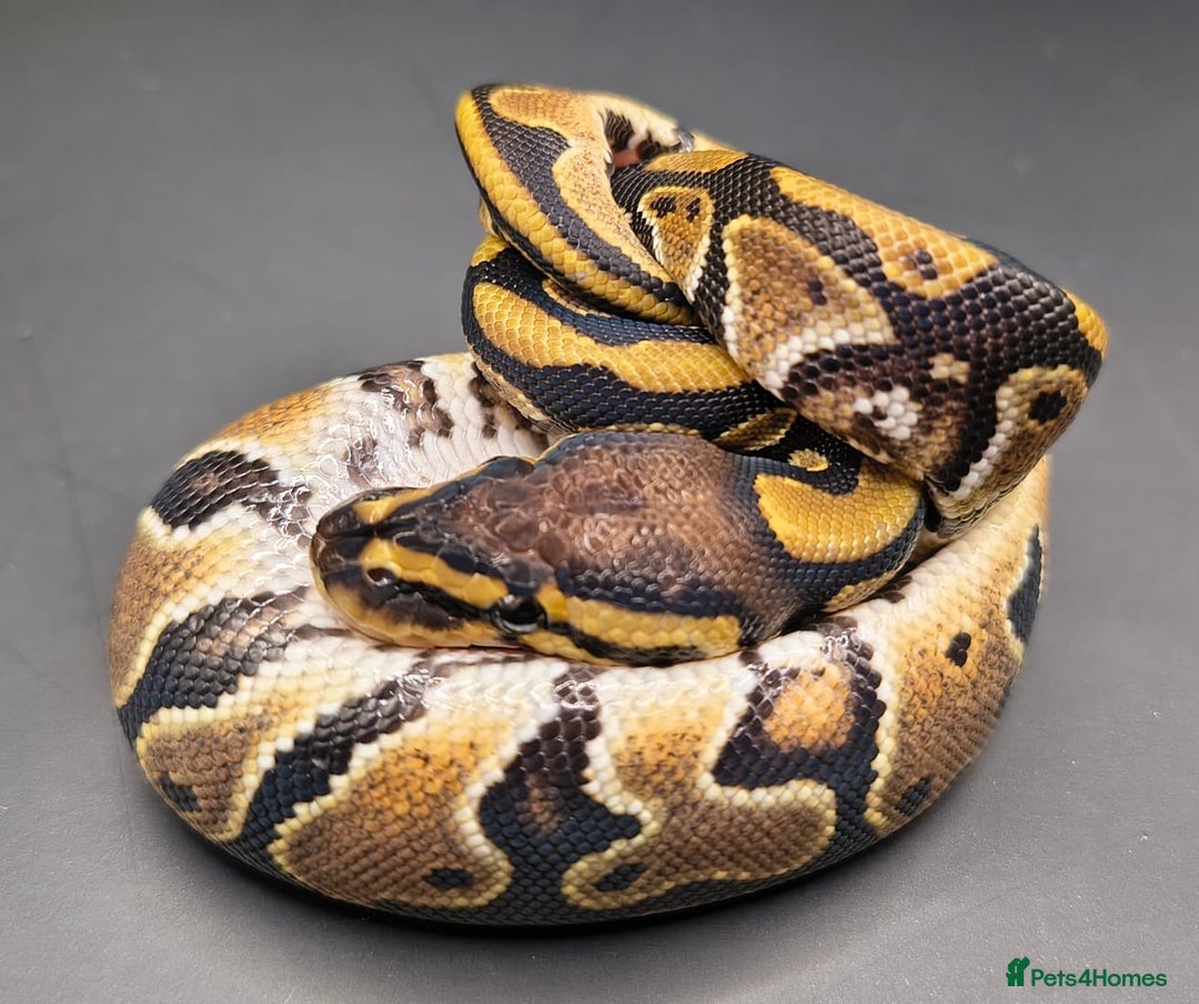Python Snake reptiles for sale: Pastel Piebald 50% het Clown - Image 9