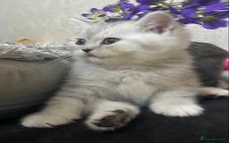 British Shorthair cats for sale: Pure breed British shorthair kittens - Image 5