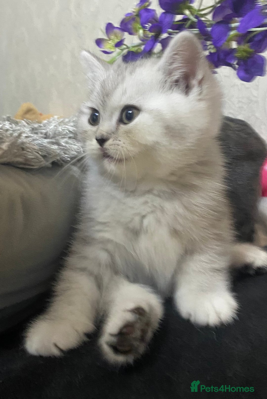 British Shorthair cats for sale: Pure breed British shorthair kittens - Image 5