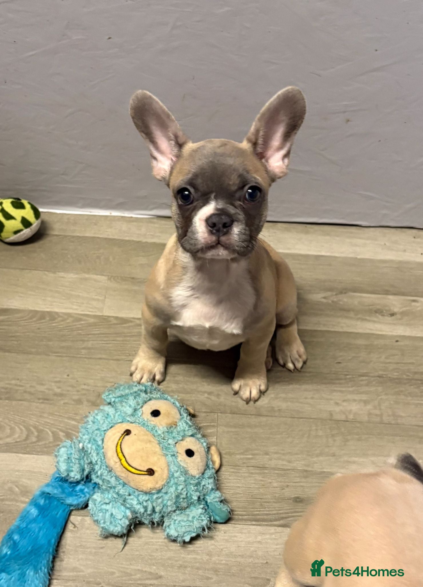 French Bulldog dogs last quality French bulldog girl ready to leave - Advert 18