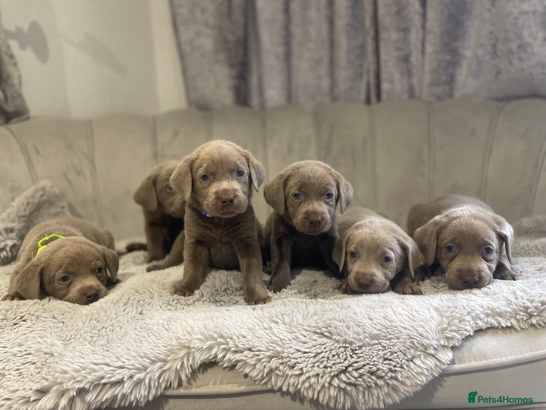 Labrador Retriever dogs for sale: Stunning silver Labradors puppy’s  - Advert 21