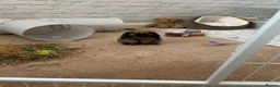 Mini Lop rabbits for sale: Beautiful mini lop to be rehomed  in Banstead - Advert 2