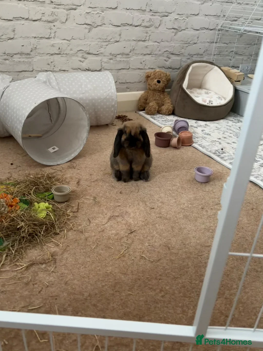 Mini Lop rabbits for sale: Beautiful mini lop to be rehomed  in Banstead - Advert 2