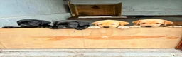 Labrador Retriever dogs for sale: Puppies  - Advert 4