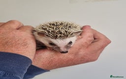 Pygmy Hedgehog rodents for sale: Baby African Pygmy hedgehogs  - Image 3