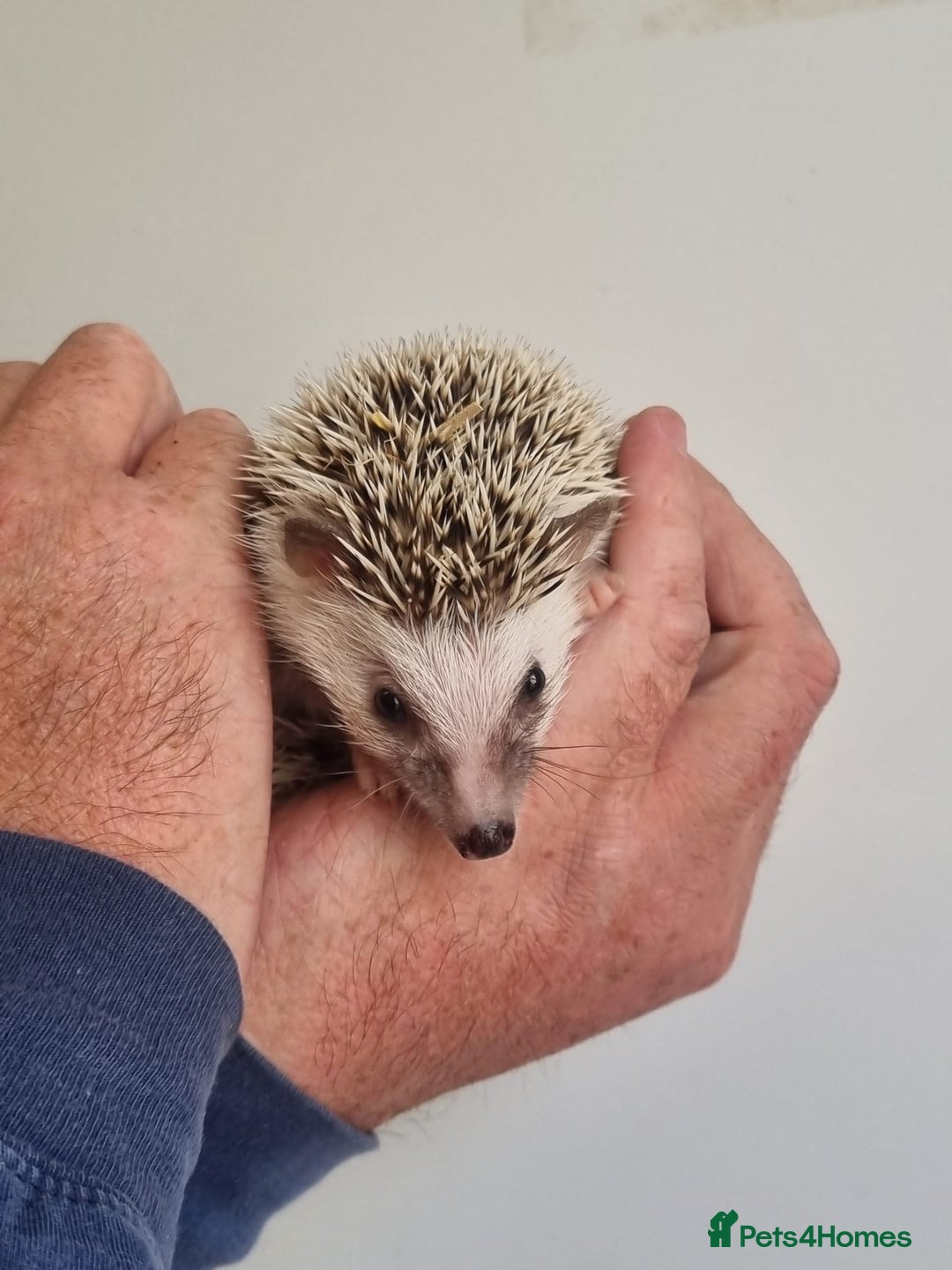 Pygmy Hedgehog rodents for sale: Baby African Pygmy hedgehogs  - Image 3
