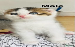 Scottish Fold cats for sale: Adorable 8 weeks old Scottish fold kittens! - Image 2