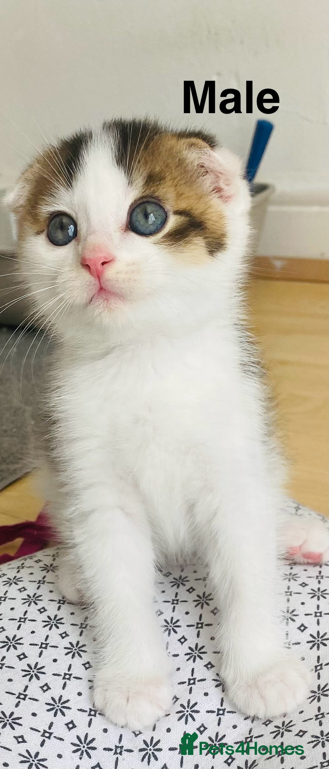 Scottish Fold cats for sale: Adorable 8 weeks old Scottish fold kittens! - Image 2
