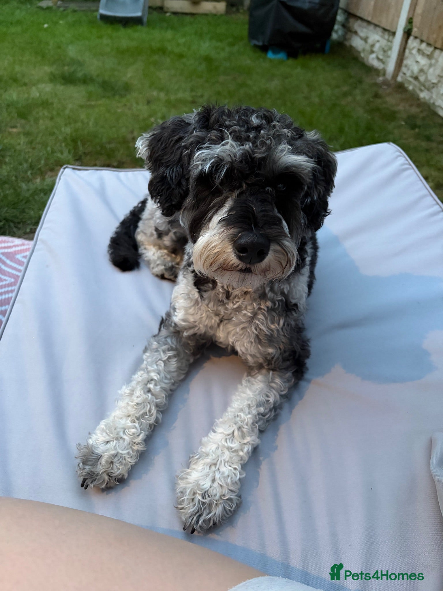 Schnoodle dogs 1 year old schnoodle girl for rehoming - Advert 3