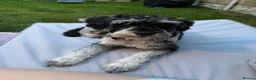 Schnoodle dogs for sale: 1 year old schnoodle girl for rehoming in Barnsley - Advert 1