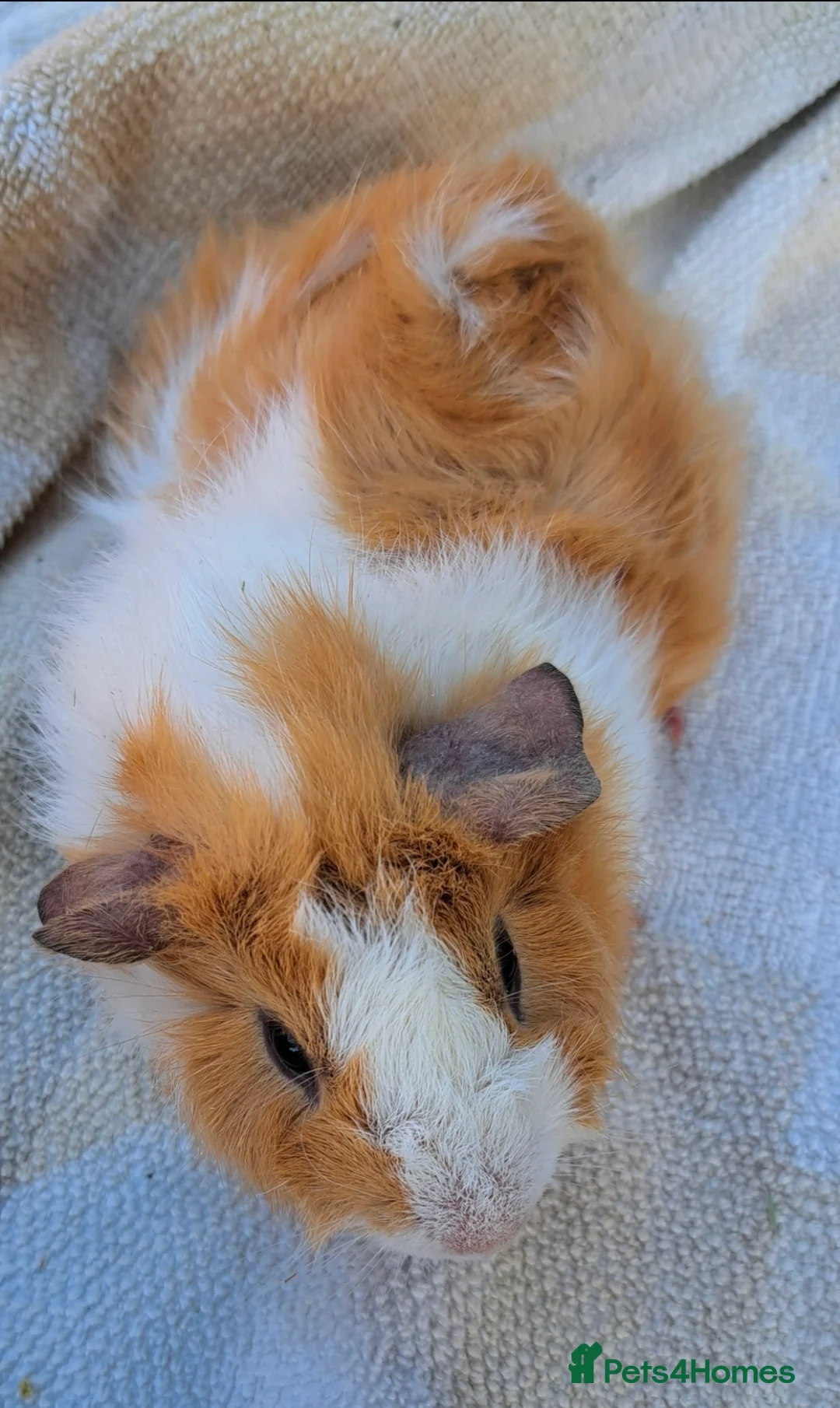Guinea Pig rodents for sale: Young male guinea pig needing a friend  - Advert 4