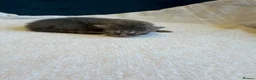 Maine Coon cats for sale:     Stunning Maine Coon x Ragdoll Kittens  - Advert 27