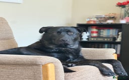 Mixed Breed dogs for sale: German Corso - 11 month old Male - Image 7