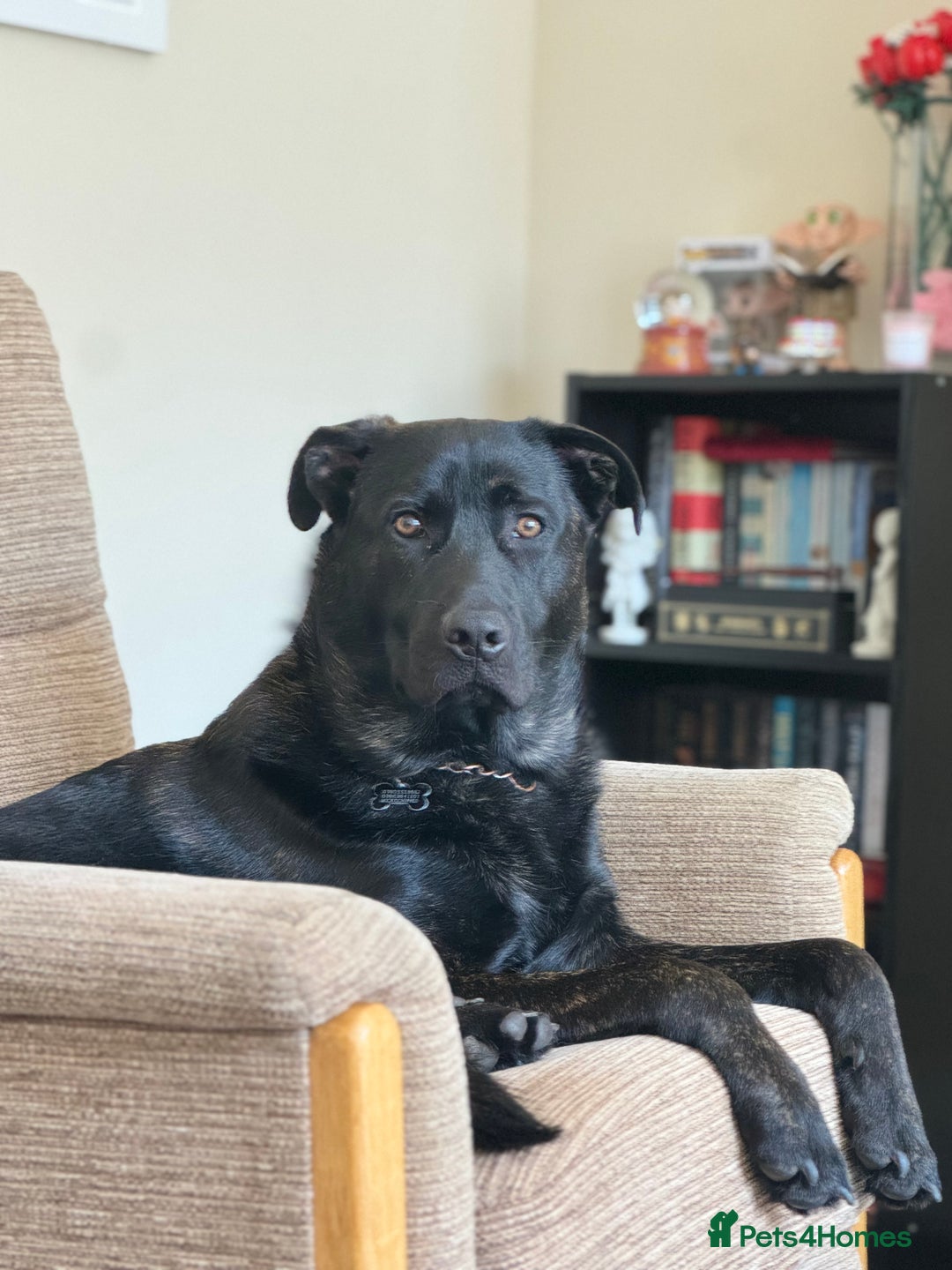 Mixed Breed dogs for sale: German Corso - 11 month old Male - Image 7
