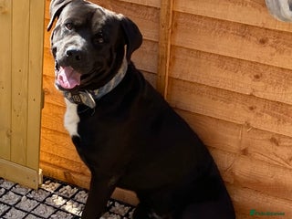 Mixed Breed dogs Cane corse cross Rottweiler - Advert 12