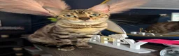 Bengal cats for sale: Snow mink Queen  - Advert 3