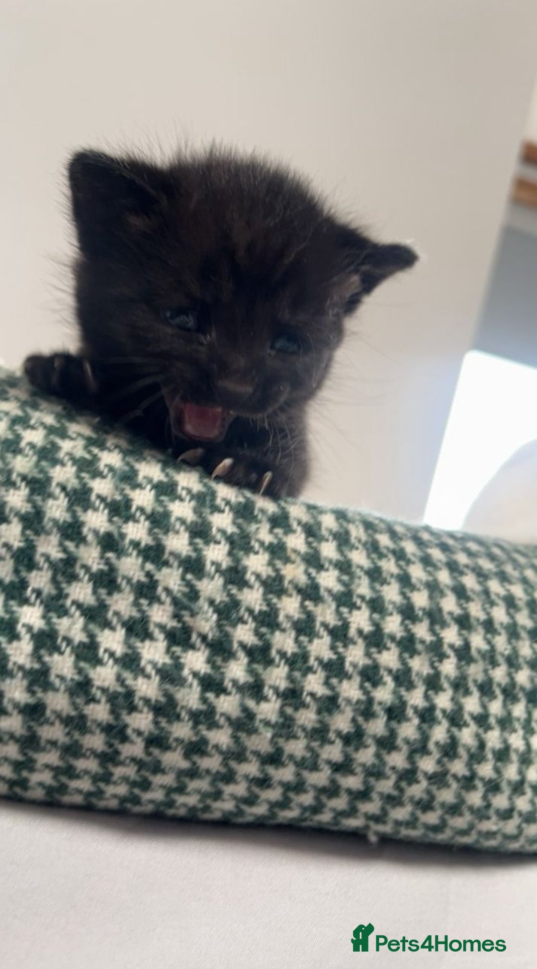 Mixed Breed cats for sale: Loving kittens - Advert 5