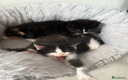 Mixed Breed cats for sale: Six loving kittens - 3 boys and 3 girls - Image 9