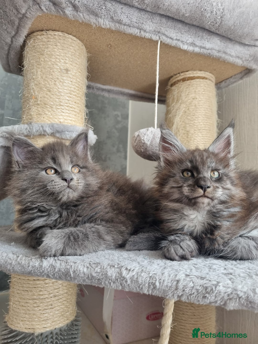 Maine Coon cats for sale: Maine Coon Kitten 1 - King-size Purebred Maine Coon kittens  - Image 15