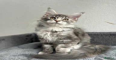 Maine Coon cats - Advert 8