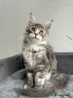 Maine Coon cats - Advert 9