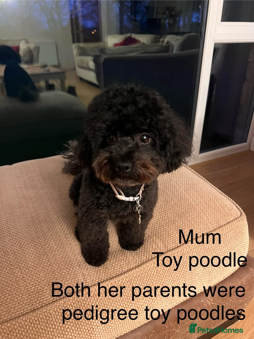 Cavapoochon dogs for sale: Gorgeous toy cavapoochons for sale - Advert 2