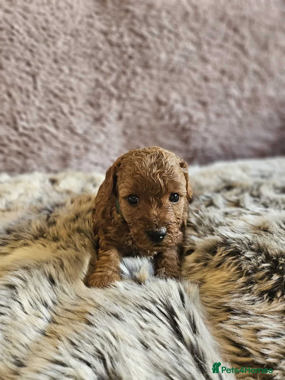 Mixed Breed dogs for sale: F1B Cockapoo Puppies – KC Toy Poodle Sired in Halifax - Advert 33