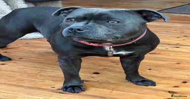 Staffordshire Bull Terrier dogs - Advert 6