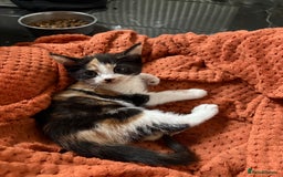 Aegean cats for sale: Aegean Kittens are looking for new home - Image 5