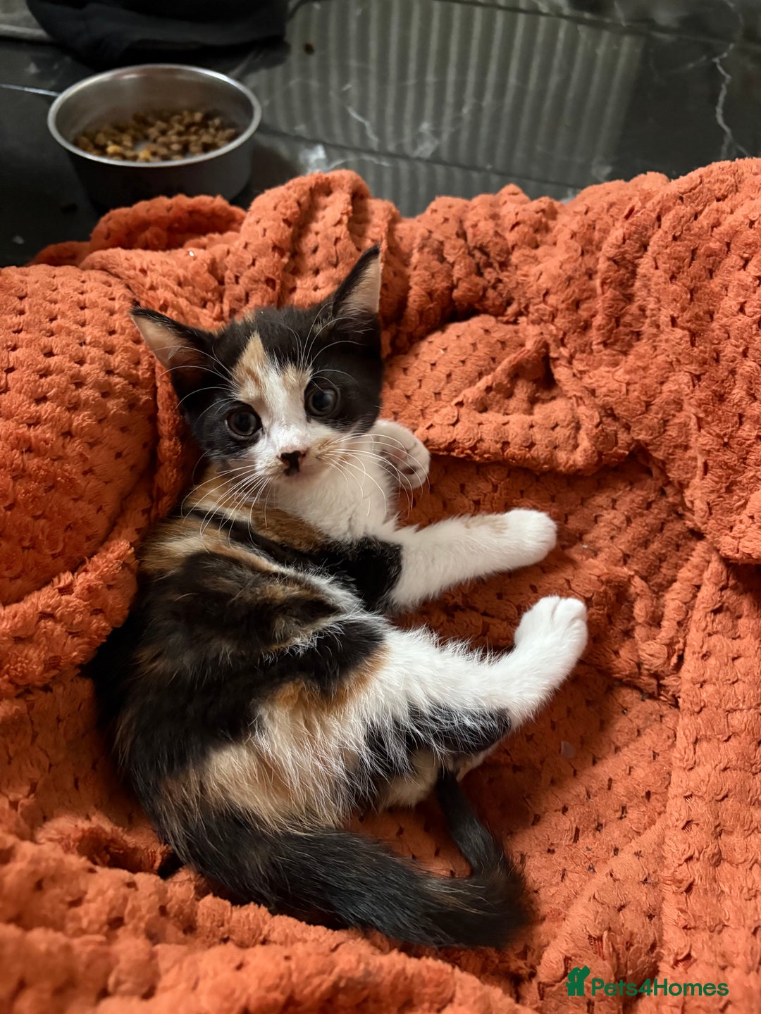 Aegean cats for sale: Aegean Kittens are looking for new home - Image 5