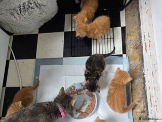 British Shorthair cats Rare ginger females. 1 male. British shorthair - Advert 3