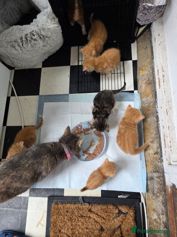 British Shorthair cats Rare ginger females. 1 male. British shorthair - Advert 3