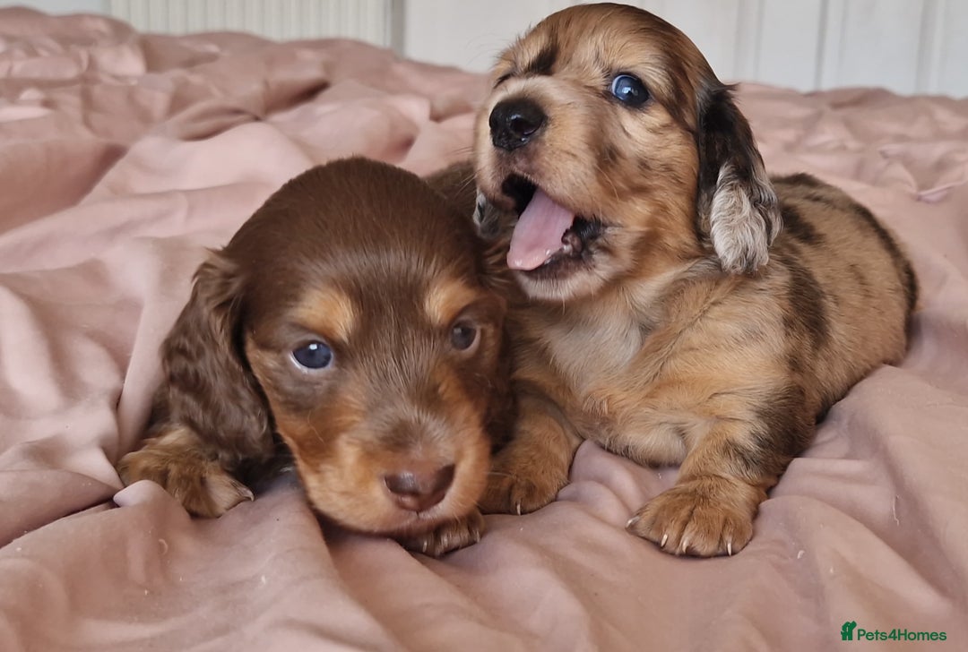 Miniature Dachshund dogs for sale: Long hair minature dachshunds - Image 28