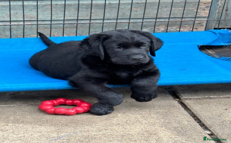 Labrador Retriever dogs - Advert 9