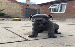 Cane Corso dogs for sale: Cane Corso puppies 9 week old 🫶❤️🫶 - Image 23