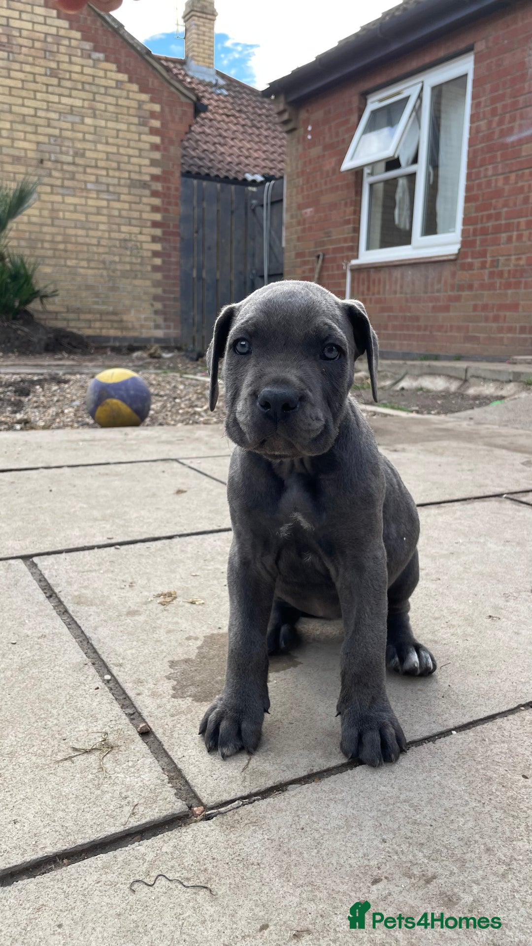 Cane Corso dogs for sale: Cane Corso puppies 9 week old 🫶❤️🫶 - Image 23