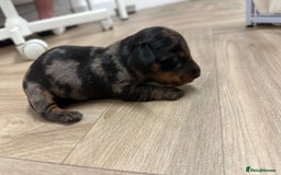 Dachshund dogs for sale: Dachshunds puppies  - Image 9