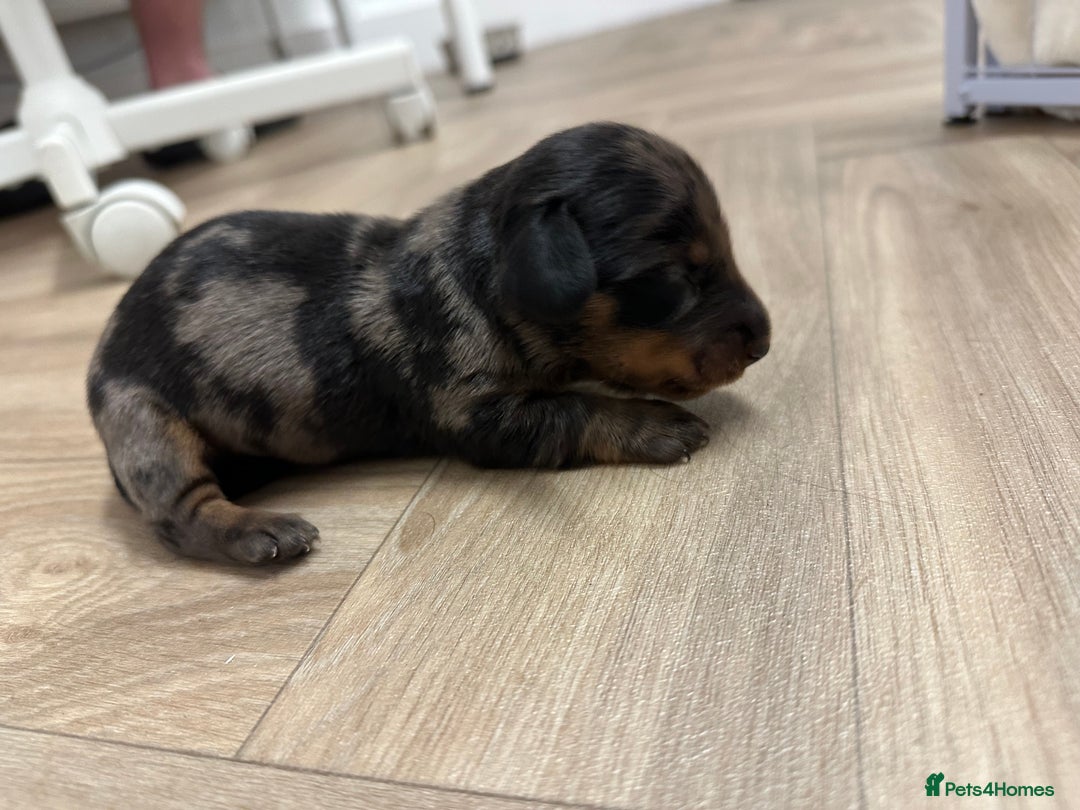 Dachshund dogs for sale: Dachshunds puppies  - Image 9