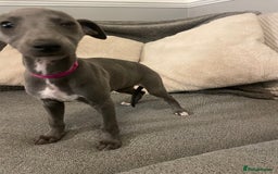 Whippet dogs for sale: ⭐️ Beautifully bred whippet pups ⭐️ - Image 9