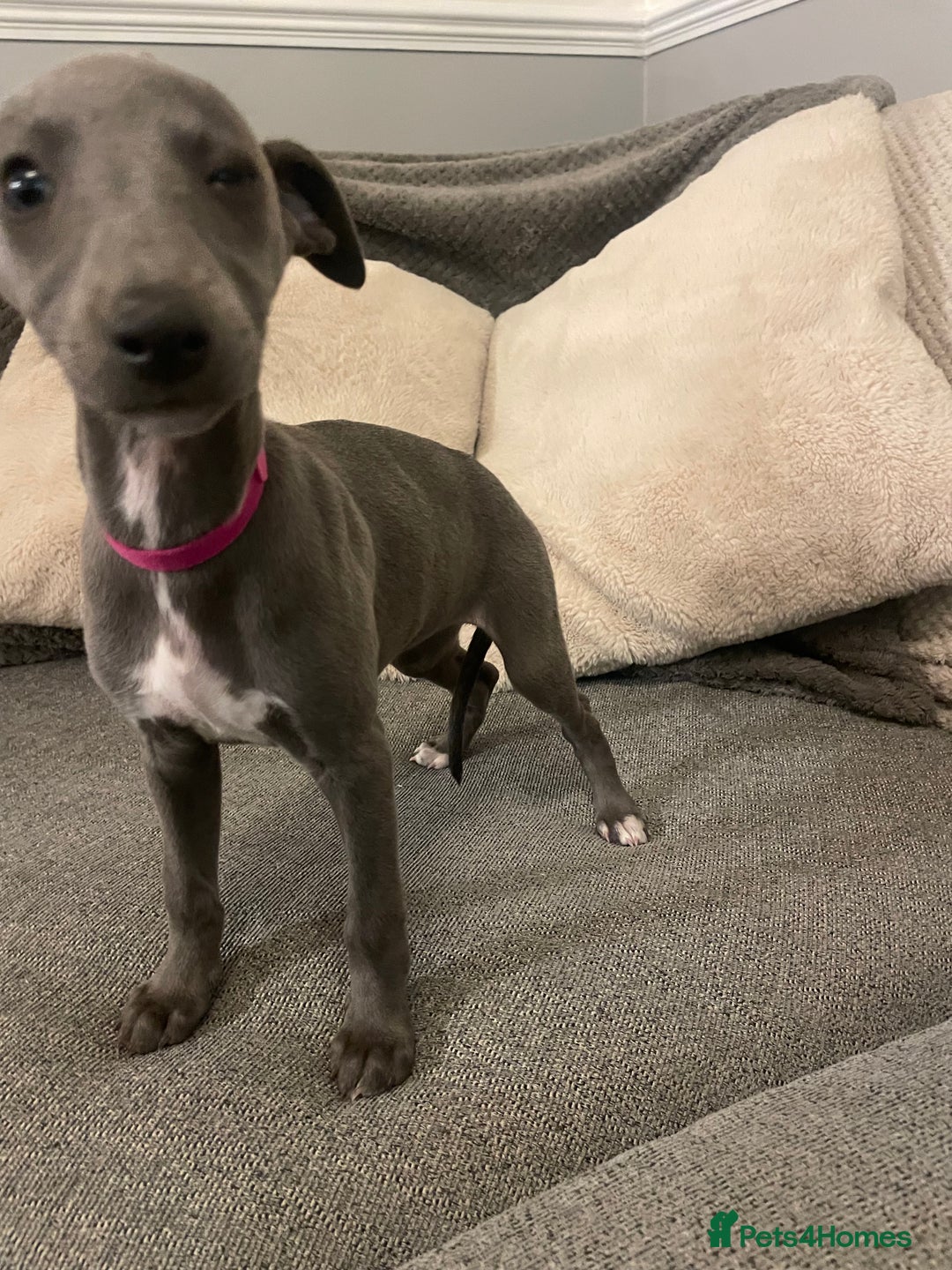 Whippet dogs for sale: ⭐️ Beautifully bred whippet pups ⭐️ - Image 9