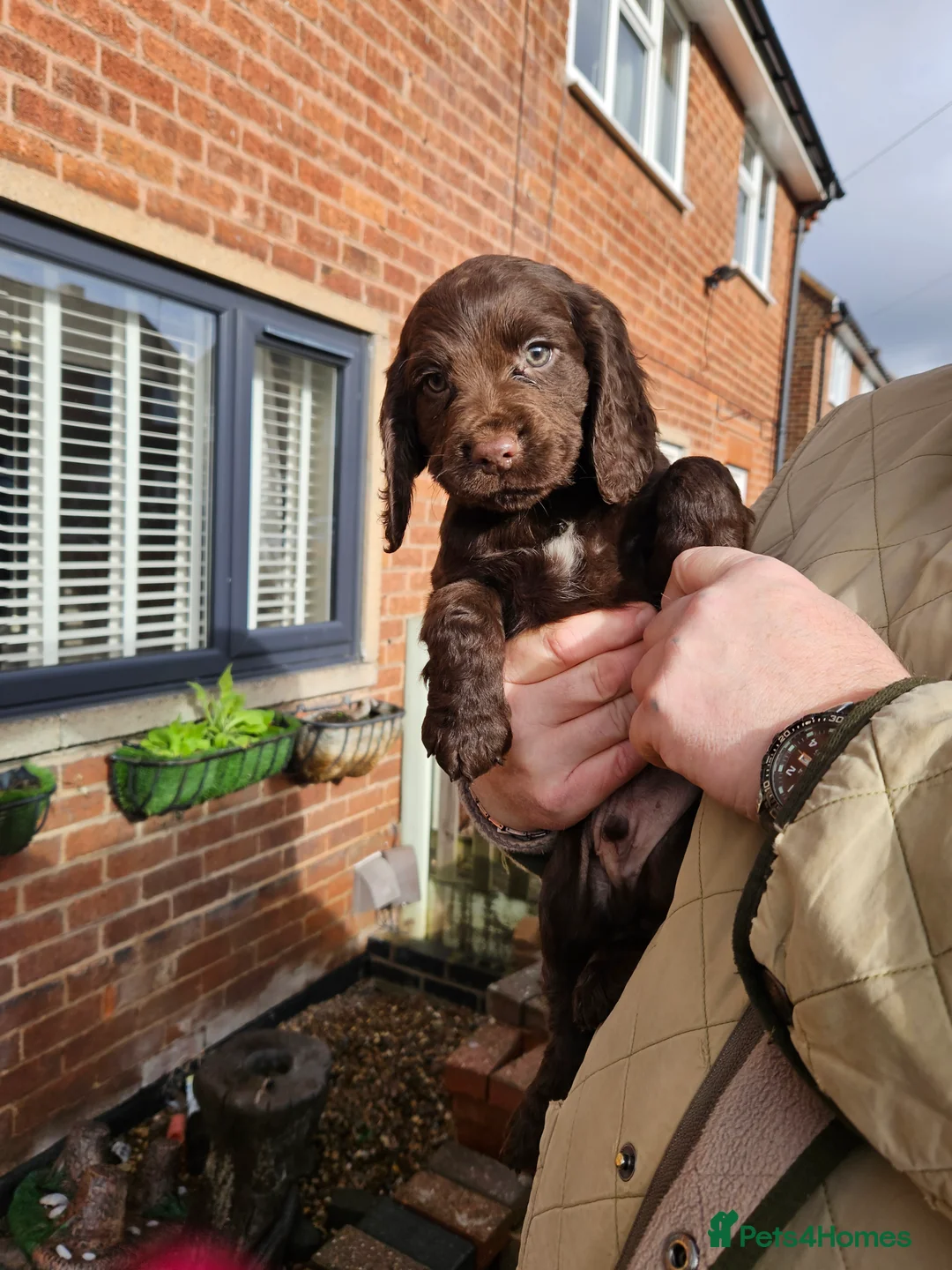 Cocker Spaniel dogs for sale: Cocker spaniel pups - Advert 6